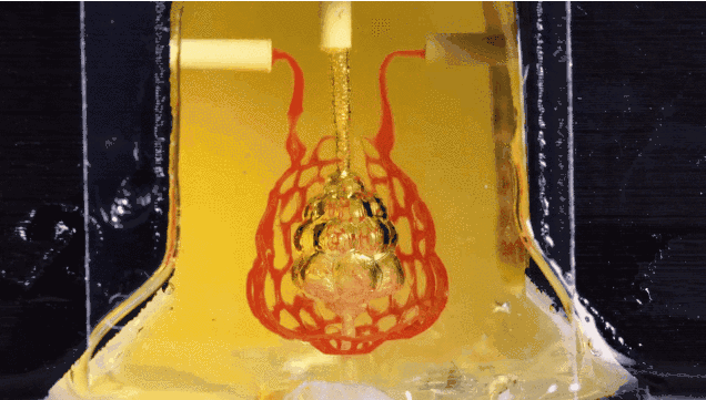 US scientists "create" human vascular network 3D printing implantable organs to break through